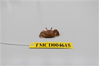 藏品(悅目大眼蟹)的圖片